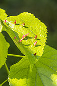 Galls of Linden Gall mite (Eriophyes tiliae) on Common Lime (Tilia x europea) leaf
