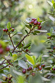 Mediterranean Buckthorn (Rhamnus alaternus) in fruit, Bouches-du-Rhone, France