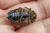 Copper chafer (Protaetia cuprea subsp. olivacea) playing dead in an observer's hand, Bouches-du-Rhôoe, France