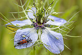 Flower longhorn beetle (Stenurella bifasciata) on Love-in-a-mist (Nigella damascena) flower, Herault, France