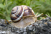 Turkish edible snail (Helix lucorum) portrait, Alpes-de-Haute-Provence, France