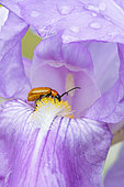 Daffodil leaf beetle (Exosoma lusitanica) on Iris (Iris sp.) flower, Alpes-de-Haute-Provence, France