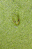 Green Frog (Rana temporaria) on Duckweed (Lemna sp,) in pond, Alpes-de-Haute-Provence, France