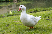 White Mulard duck walking on the grass by the river Baïse, Gers, Gascony, France
