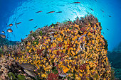 Yellow encrusting anemones (Parazoanthus axinellae) and Damselfishes (Chromis chromis) in the Villefranche roadstead, Alpes-Maritimes, France