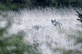Grey wolf (Canis lupus) in tall grass, High Fens, Belgium