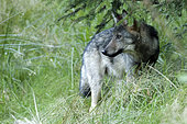 Grey wolf (Canis lupus), High Fens, Belgium