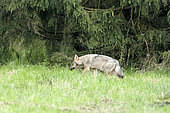 Grey wolf (Canis lupus), High Fens, Belgium