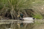 Mallard (Anas platyrhynchos) male on water, Ardennes, Belgium