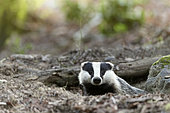 European badger (Meles meles) portrait, Ardennes, Belgium