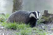 European badger (Meles meles), Ardennes, Belgium