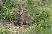 Red fox (Vulpes vulpes), cub leaving its burrow, Ardennes, Belgium