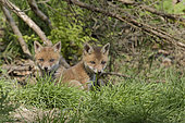 Red fox (Vulpes vulpes), fox cubs leaving their burrow, Ardennes, Belgium