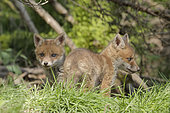 Red fox (Vulpes vulpes), fox cubs leaving their burrow, Ardennes, Belgium