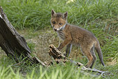 Red fox (Vulpes vulpes), cub leaving its burrow, Ardennes, Belgium
