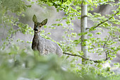 Roe deer (Capreolus capreolus) in undergrowth, Ardennes, Belgium