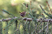 Wren (Troglodytes troglodytes) on a fir branch in spring, Parc urbain de Nancy, Lorraine, France