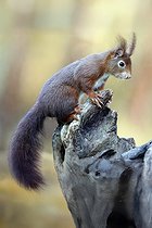 Ecureuil roux (Sciurus vulgaris) sur une vielle souche au printemps, Jardin de campagne, Lorraine, France