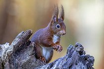 Ecureuil roux (Sciurus vulgaris) sur une vielle souche au printemps, Jardin de campagne, Lorraine, France
