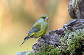 Male European greenfinch (Carduelis chloris) on a stump in spring, Country garden, Lorraine, France