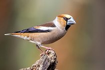 Grosbec casse noyaux (Coccothraustes coccothraustes) mâle sur une souche au printemps, Jardin de campagne, Lorraine, France