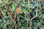House robin (Erithacus rubecula) in a privet and ivy hedge in spring, Country garden, Lorraine, France
