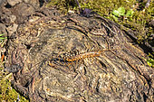 Scolopendre (Scolopendridae sp) on a stump in spring, Country garden, Lorraine, France