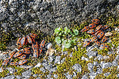 GFire bug (Pyrrhocoris apterus), group mating at the foot of a low wall in spring, Country garden, Lorraine, France