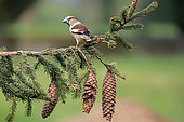 Female Hawfinch (Coccothraustes coccothraustes) on a spruce branch in spring, Country garden, Lorraine, France