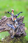 Hawfinch (Coccothraustes coccothraustes), male and female quarrelling on a stump in spring, Country garden, Lorraine, France