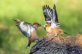 Hawfinch (Coccothraustes coccothraustes), two males quarrelling on a stump in spring, Country garden, Lorraine, France