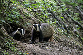 European badger (Meles meles) at the entrance to their burrow at dusk in spring, Forest near Bouxières aux Dames, Lorraine, France