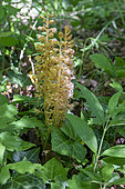 Bird's-nest Orchid (Neottia nidus-avis), 3 plants in bloom in spring, undergrowth at the edge of a limestone lawn near Liverdun, Moselle, France