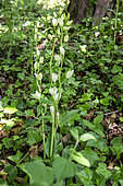 White helleborine (Cephalanthera damasonium) 3 plants in bloom in spring, Limestone lawn near Liverdun, Lorraine, France