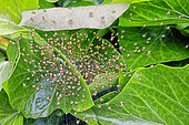 Cross orbweaver (Araneus diadematus), group of young in the egg-laying web in spring, Country garden, Lorraine, France