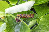 Cross orbweaver (Araneus diadematus), group of young in the egg-laying web in spring, Country garden, Lorraine, France