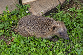 Common hedgehog (Erinaceus europaeus) in the lawn near a woodpile in a country garden in spring, Lorraine, France