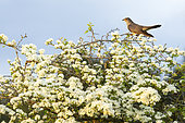 Cuckoo (Cuculus canorus) perched on a Hawthorn (Crataegus monogyna), England