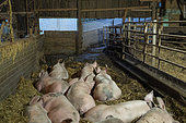 Free-range pigs sleeping indoors at night in straw, French pigs on a small-scale artisanal farm selling exclusively direct in Ambierle, France