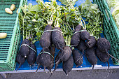 Winter vegetables, black radish on a farmers' market stall on a winter Saturday morning in Bergerac, France.
