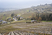 View of the primary school located in the middle of the vineyards in winter in Chignin, France. Planting of 170 trees by the children of the village primary school in a joint project with the winegrowers and supported by the Children and Trees structure.