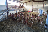 Organic poultry farming and laying hens with the AB label at the Ferme des Millets, a test farm run by the Etamine association in Ouches, France. Organic egg production with spent hens.