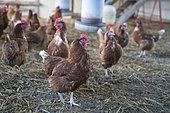 Organic poultry farming and laying hens with the AB label at the Ferme des Millets, a test farm run by the Etamine association in Ouches, France. Organic egg production with spent hens.