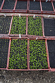 America spinach plants germinating on a layer of manure for warmth and growing in the greenhouse at La ferme des Horizons farm in Sail les bains, France. Market gardening and preparation of plants during the winter.