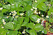 Strawberries in bloom, Sarthe, France