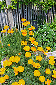 California poppies (Eschscholzia californica) in bloom, Sarthe, France