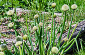 Welsh onion (Allium fistulosum) in bloom, Sarthe, France