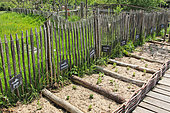 Cultivation of Strawberry Mint, Moroccan Mint, Pineapple Mint, Spearmint, Lemon Mint etc, Arche de la nature, Le Mans metropole, Sarthe, France