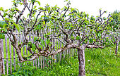 Apple tree in the shape of a horizontal palmette, Arche de la nature, Le Mans metropole, Sarthe, France