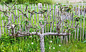 Pear tree in cordon form, Sarthe, France